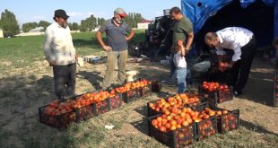 Antalya'nın ihraç domatesi Erciş'te hayat buldu