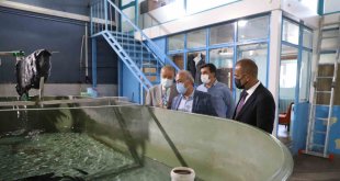 İçsu Balıkları Araştırma ve Uygulama Birimi, balık üretimini sürdürüyor