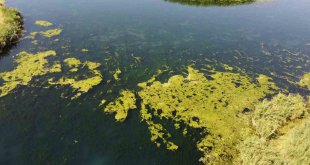 Karasu akarsuyu yosun tuttu