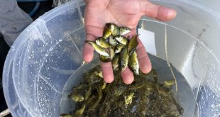 Çıldır Gölü'ne 150 bin aynalı sazan balığı yavrusu bırakıldı