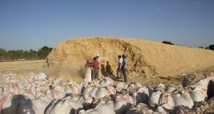 Malazgirt'te saman satışı başladı