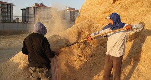 Malazgirt'te hasadın tamamlanmasıyla saman satışları başladı