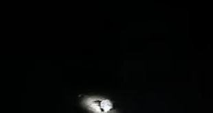 Elazığ'da nesli tükenme tehlikesi altında olan oklu kirpi görüntülendi