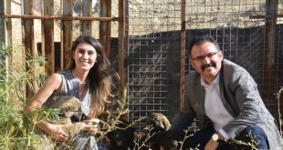 Sahipsiz yavru köpeklere kaymakam ve eşi sahip çıktı