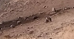 Tunceli'de sakatat için ziyaretgaha gelen 4 boz ayı görüntülendi