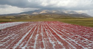Bitlis'te Süphan Dağı eteklerinde yetiştirilen domatesler kurutularak ihraç ediliyor