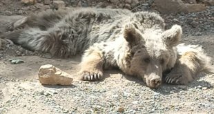 Hakkari'de yaralı bulunan ayı Van'da tedaviye alındı