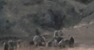 Tunceli'de bozayılar grup halinde görüntülendi
