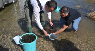 Muş'taki su kaynaklarına 3 milyon 500 bin sazan balığı yavrusu bırakıldı