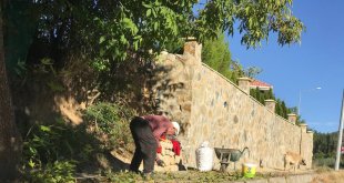 Erzincan'da köylülerin zorlu ceviz hasadı başladı