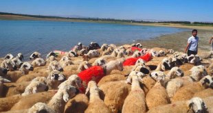 Malatya'da koç katımı şenliği düzenlendi