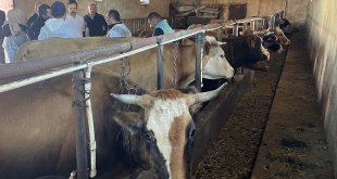 Ardahan'da 330 bin büyükbaş hayvan şap hastalığına karşı aşılanıyor