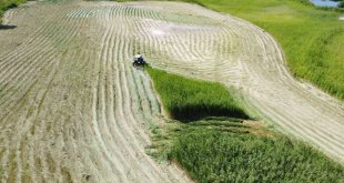 Ağrı Dağı Milli Parkı'ndaki sazlık alanın biçilme anı havadan görüntülendi