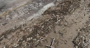 Bingöl'de binlerce ölü balık kıyıya vurdu