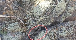 Nadir Görülen Yaban Kedisi Patnos'ta İlk Kez Görüntülendi