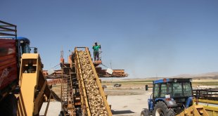 Muş'un Malazgirt ilçesinde pancar alım kampanyası başladı