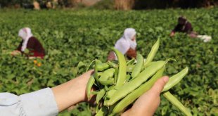 Van'ın 'Gevaş fasulyesi' tescillendi