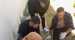 Yavru köpeği tedavi eden sağlık çalışanlarına başarı belgesi verildi