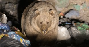 Bingöl'de bozayı ve tilkilerin çöplükte yiyecek arayışı görüntülendi