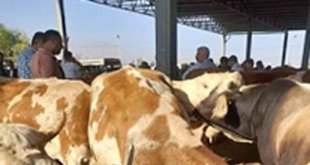 Hayvan hırsızları tutuklandı