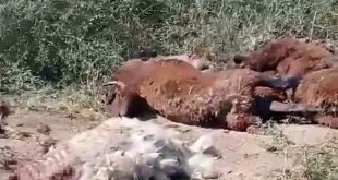 Iğdır'da yol kenarında küçükbaş hayvan ölüleri bulundu
