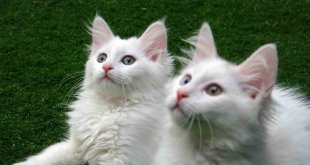 Van kedilerine 250 bin ziyaretçi