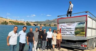 Tunceli'de baraj gölü ve gölete bir buçuk milyon sazan bırakıldı