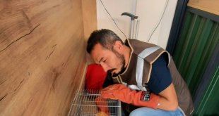 İşyerinde beslenen sincap koruma altına alındı