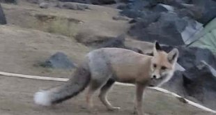 Aç kalan tilki dağcıların çadırına girdi