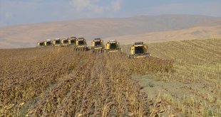 Muş Ovası'nda ayçiçeği hasadına başlandı