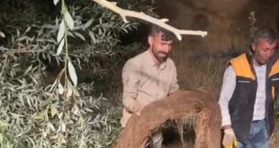 Su borusundan çıkan ağaç köklerini yılan zannettiler