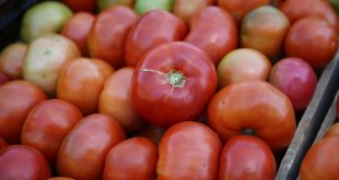 Bingöl'ün 'guldar domatesi' coğrafi işaretle tescillendi