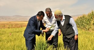 Muş'ta devlet desteğiyle 3 dekarlık alanda çeltik ekimi yapıldı