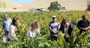 Erciş üzümü denetimden geçti