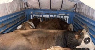 Ağrı'da büyükbaş hayvan çalan şahıs yakalandı