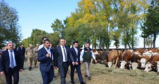 Vali Çiçek, Göle TİGEM'de incelemelerde bulundu