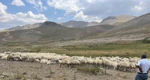 Malatya'da 25 bin TL'ye çoban bulunamıyor