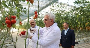 Milletvekili Öz'den domates hasadı