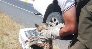 Yaralı tilki Kars'ta tedavi altına alındı