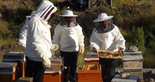 Bitlis Eren Üniversitesince desteklenen işletmede bal hasadı yapıldı