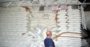 Muş'ta şeker pancarında yüksek rekolte bekleniyor