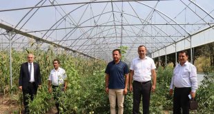 Oltu'da devlet destekli seralar çiftçilerin yüzünü güldürdü