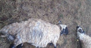 Güroymak'ta yıldırım düştü: 25 koyun telef oldu