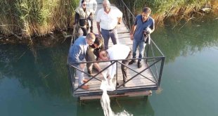 Erzincan'da 902 bin sazan balığı yavrusu suyla buluşturuldu