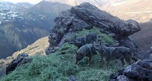 Munzur ve Pülümür dağlarındaki yaban hayatı fotokapanlarla görüntülendi