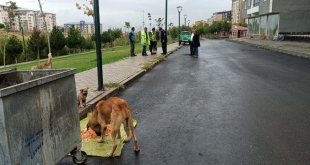 Jandarma ekipleri sokak hayvanlarını besledi