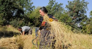 Çukurca'da çiftçiler ata tohumundan ürettikleri çeltiğin hasadını el birliğiyle yapıyor