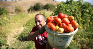 Bingöl'ün tescilli guldar domatesinin üretimi devlet desteğiyle artacak