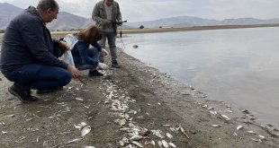 Keban Baraj gölündeki balık ölümleriyle ilgili inceleme başlatıldı