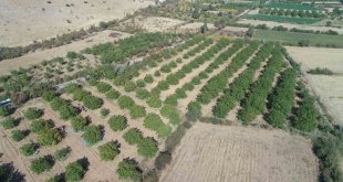 Elazığ'da 125 bin ceviz ağacında hasat başladı
